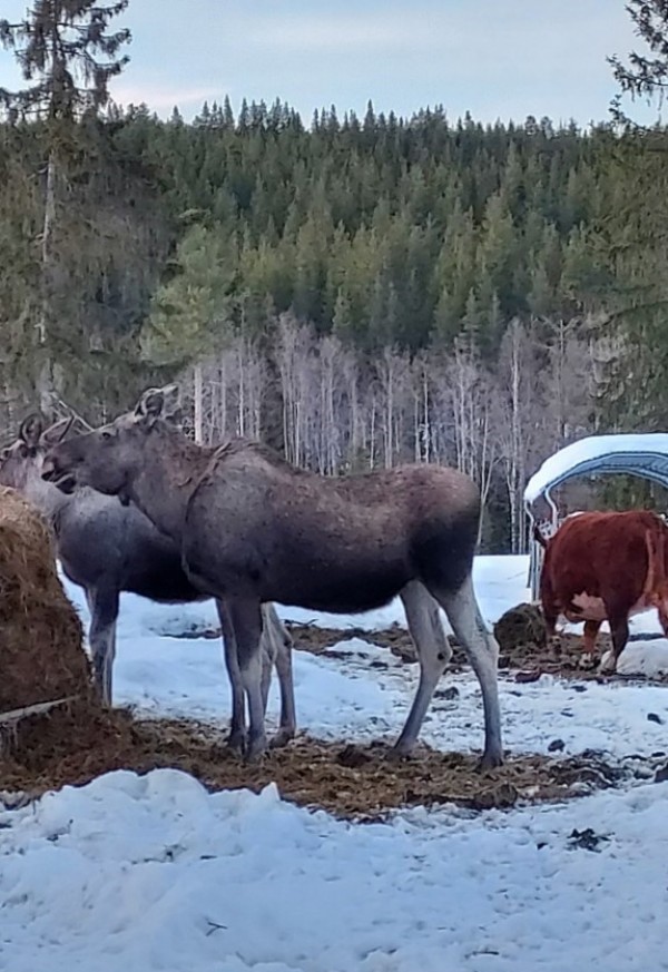 Elg og ku