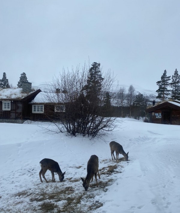 Rådyr på Berg