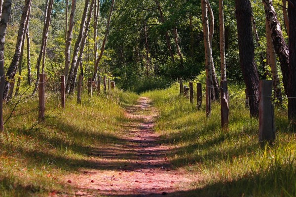forest-path-5372224_960_720