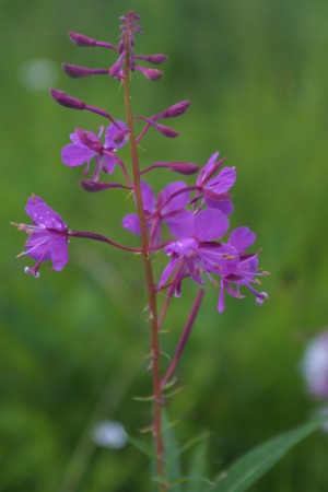 9 Blomster på setervollen - geitrams (eldmerkje) e