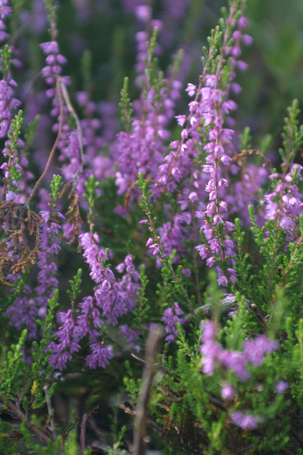 10 Med røsslyngen i blomst er setersesngen på hell