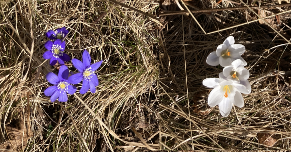 Nesten bra krokus
