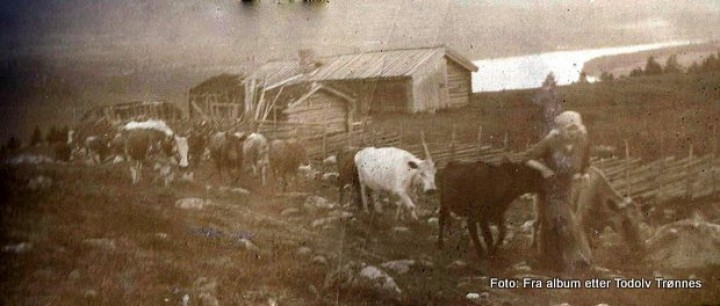 Lokke åv Sjølisetra s Moen 1920 tjodolv Trønnes 95