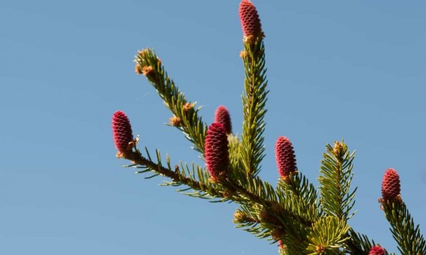 granblomster1