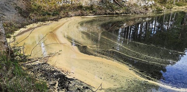 pollen på vann2