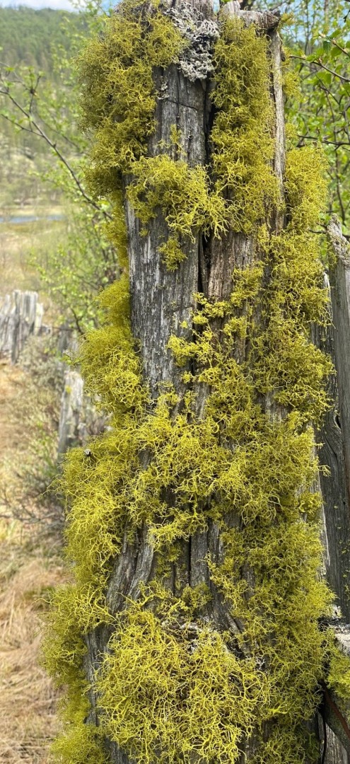 ulvelav