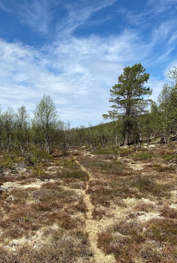 Voldalen sti