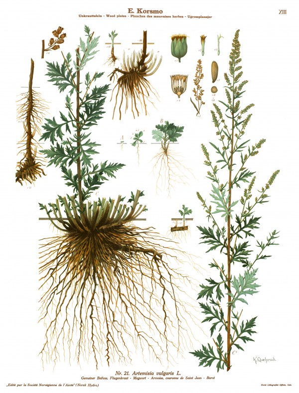 Burot-Korsmo-1 Plansje