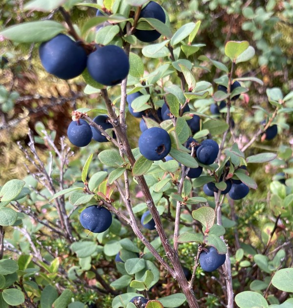 Blokkebær