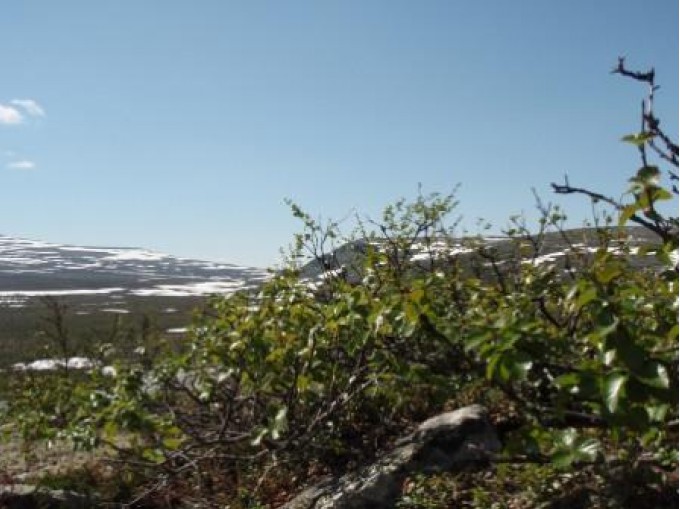 Vår på Kvanskarkletten. Foto Hans Sollid