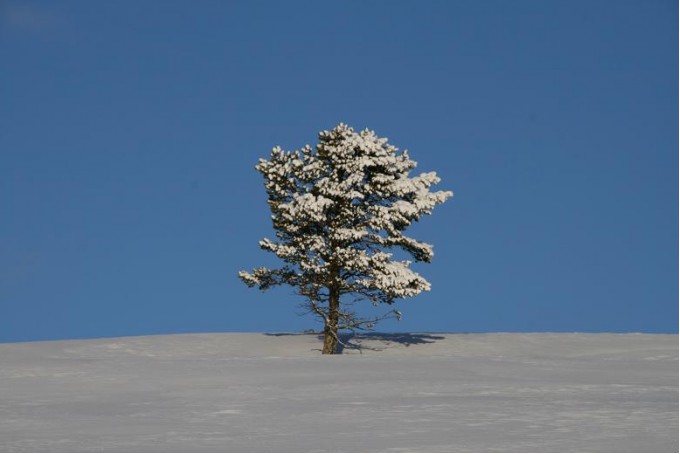 Bilde av enslig furu på Sollifjellet. Foto Sverre Hovind