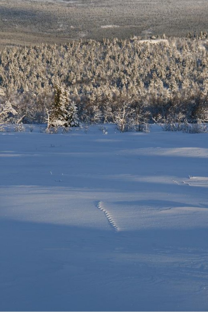 Bilde av sporet som nordavinden ikke tok. Foto Sverre Hovind