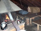Bilde av skogskoije. Foto Hahs Sollid