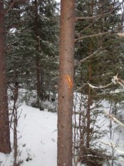 Bilde av kollisjonsskade. Foto Hans Sollid