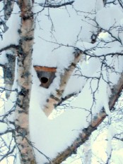 Bilde av vinterbolig foto Terje Brænd