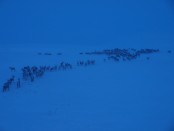 Bilde av ren ved Fjellveienfoto Ole Nordahl