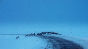 Bilde av ren krysser RV 27 foto Ole Nordahl