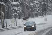 Bilde av elg ved vei foto Jo Øvergaard