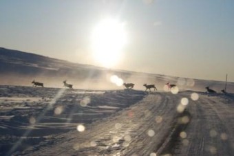 Bilde av villren krysser Fjellveien foto Bjørn-Eirik Lian