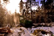 Bilde av skogsdrift ved butikken 010 foto Jo Øvergaard