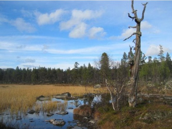 Motjønnet i september foto Jo Øvergaard