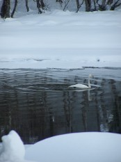 Bilde av sangsvane foto Gunn Henriksen