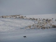 Simla "vår"