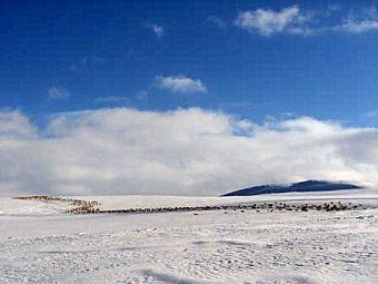Bilde av villren,Sollia. Foto Mari Røstum