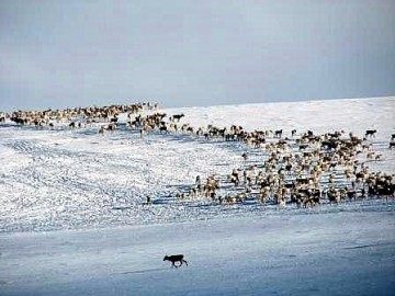 Bilde av villrein ni Sollia foto Mari Røstum (1)