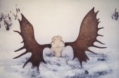 Bilde av Svein Olav mellemstuens gevir fra Sollitangen, Foto Hans Sollid