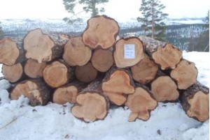 Furu fra Megrunnslia