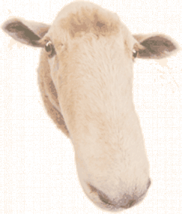 Bilde av sauskalle, foto JØ