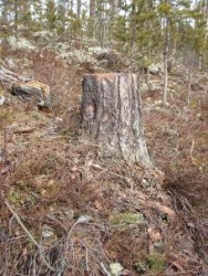 Bilde av høg stubbe. Foto Hans Sollid
