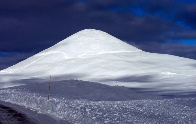 Bilde av renssloe, Foto Jo Øvergaard