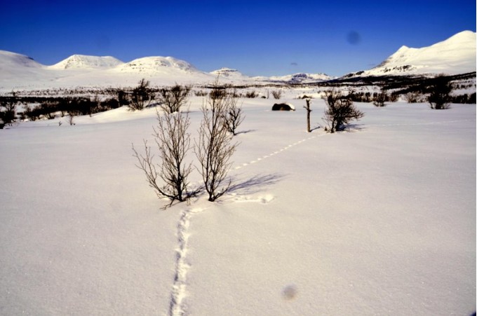 Bilde av rypespor. Foto Jo Øvergaard