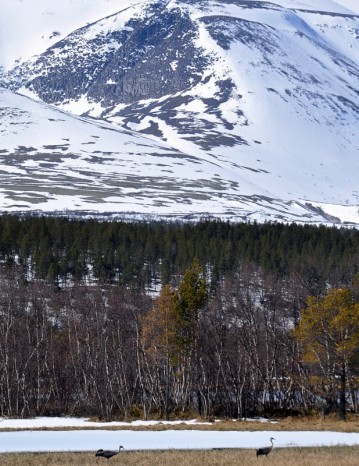 Bilde av traner ,foto Synnøve Hervik Knudsen