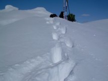 Bilde av bjønnfæler  Gråpiggen 2010 foto Knut Rønningen