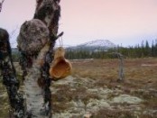 Bilde av kaffekoppemne på Bersveinsmyra. Foto Knut Rønningen