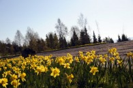 Bilde av påskeliljer ved parkplassen ved Sollia kirke. Foto Jo Øvergaard