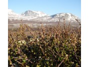 Norsk natur bra for klimaet