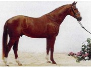 Hest til rette