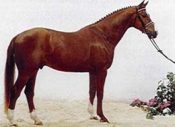 Bilde av varmblods hest - illustrasjonsfoto