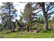 Hogst i fjellskog