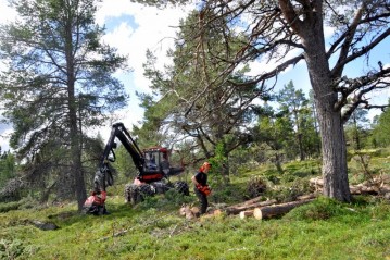 Bilde av Fyst i august,utsiktshogst foto Jo Øvergaard