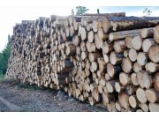 Inntekter fra skogen
