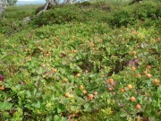 Itte helsvart for multa