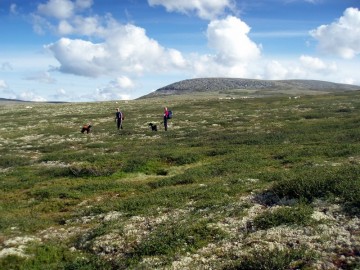 Bilde av rypetaksering foto Anita Løvlien