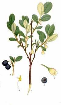 Bilde av Vaccinium_uliginosum