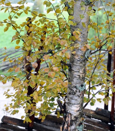 Bilde av bjørkerust ,august 2010,Atnbrua foto Jo Øvergaard