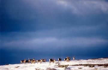 Bilde av ren i den første snøen foto Trond Øftaas